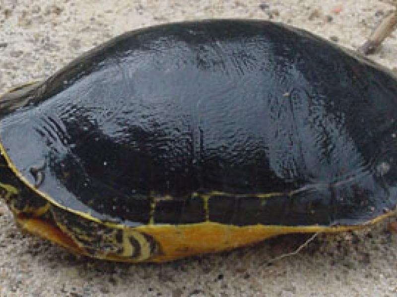 Eastern Chicken Turtle Outdoor Alabama